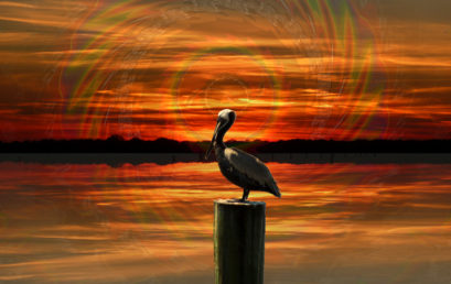 Sunset Pelican